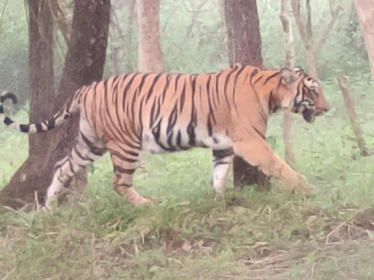 Cosmic Connect Trails Kabini Antharasanthe Екстер'єр фото